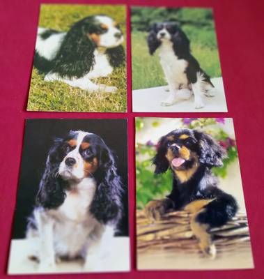 4 CAVALIER KING CHARLES SPANIEL POSTIKORTTIA