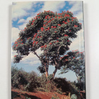 John Karmali : The beautiful plants of Kenya - pikkukuva 2