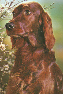 IRLANNINSETTER POSTIKORTTI