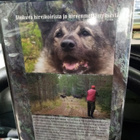 DVD HIRVIHAUKKUJEN HURMAA - pikkukuva 2
