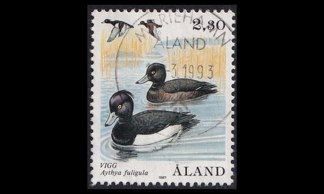 21 o Tukkasotka lintu (1987)