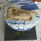 Hylje seinätaulu - pikkukuva 1