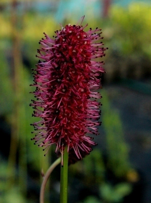 Hurmeluppio (Sanguisorba menziesii), siemeniä 50 kpl