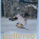 Pellervo No 4 maaliskuu 1981 - pikkukuva 1