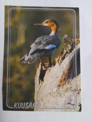 Isokoskelo