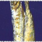 Ål 2005 Eurooppa-merkki 0,60 € välilöpari numero ** LaPe 252 - pikkukuva 2