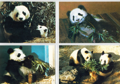 Panda-postikortteja 4 kpl