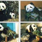 Panda-postikortteja 4 kpl - pikkukuva 1