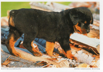 ROTTWEILER POSTIKORTTI