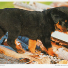 ROTTWEILER POSTIKORTTI - pikkukuva 1