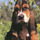BASSET POSTIKORTTI - pikkukuva 1