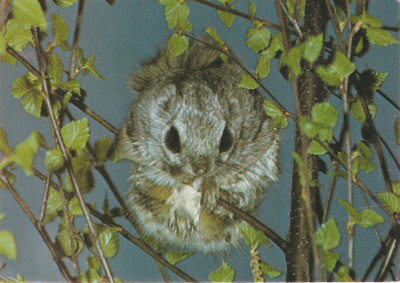 Postikortti, ELÄIMET, LIITO-ORAVA, NORPPA tunnus