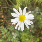 Peltosaunio (Tripleurospermum inodorum), siemeniä 100 kpl - pikkukuva 2