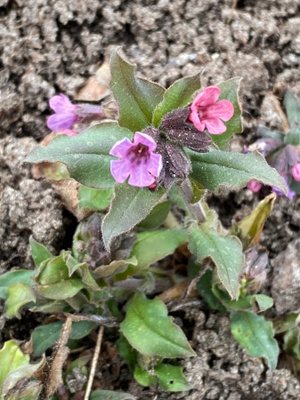 Punaimikkä (Pulmonaria rubra), siemeniä 30 kpl