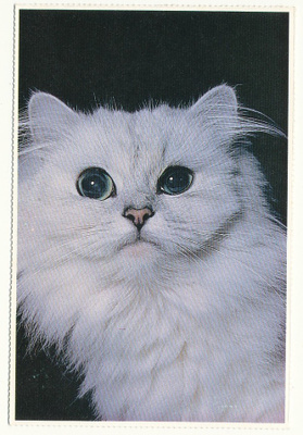 KISSA-kortti