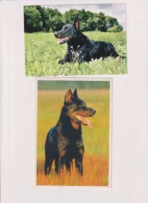 2 BEAUCERON, BERGER DE BAUCE   POSTIKORTTIA