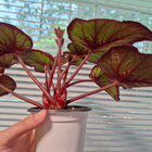 Begonia - pikkukuva 3