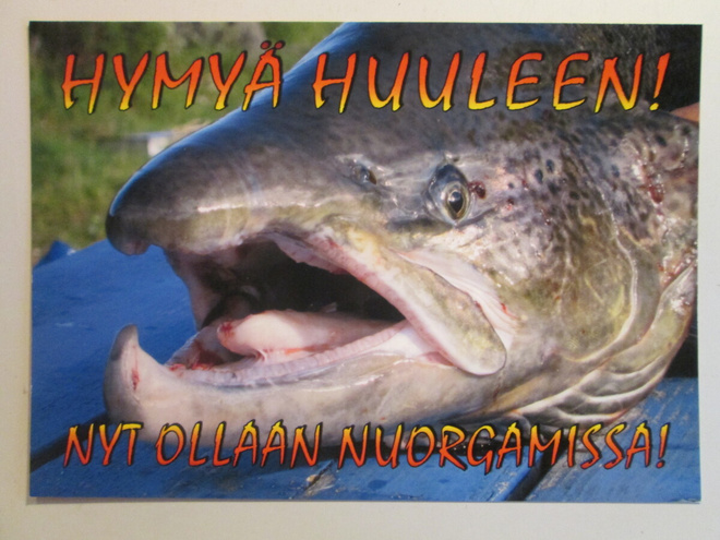 KULKEMATON NUORGAMIN LOHI LÄHIKUVASSA LAPPI