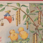 D Ramstedt Noita-akka lennolla , tiput katsovat - pikkukuva 1