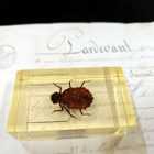 Natura Obscura – Entomologinen näyte no. 331 - pikkukuva 3