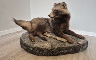 Täytetty supikoira