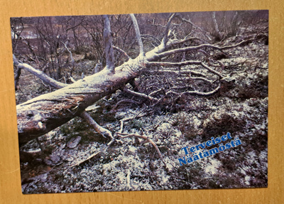 Lappi, Inari, Näätämö, kaatunut kelo, kulkematon