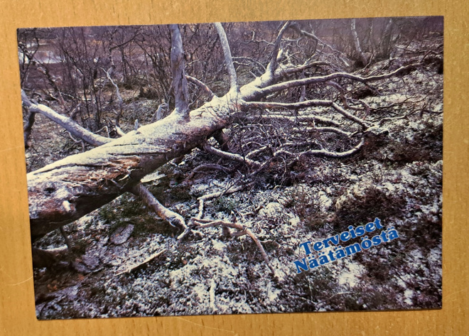 Lappi, Inari, Näätämö, kaatunut kelo, kulkematon