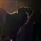 Good Boy ( 4K Ultra HD ) 2025 - pikkukuva 3