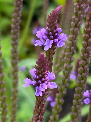 Tähkäverbena (Verbena hastata), siemeniä 100 kpl