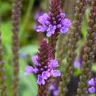 Tähkäverbena (Verbena hastata), siemeniä 100 kpl - pikkukuva 1