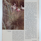 Fauna 40/1972 - pikkukuva 2