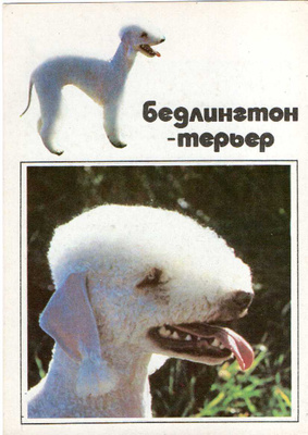 BEDLINGTON TERRIER POSTIKORTTI