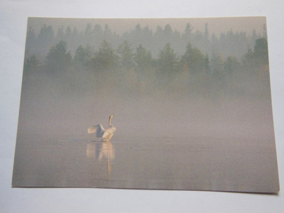 Joutsen sumuisessa säässä - Kuusamo