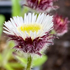 Tunturikallioinen (Erigeron uniflorus), siemeniä 50 kpl - pikkukuva 2