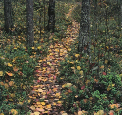 Syksyinen polku (neliökortti)