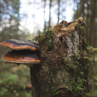 Samyang 16mm/2.2 Canon Ef - pikkukuva 3