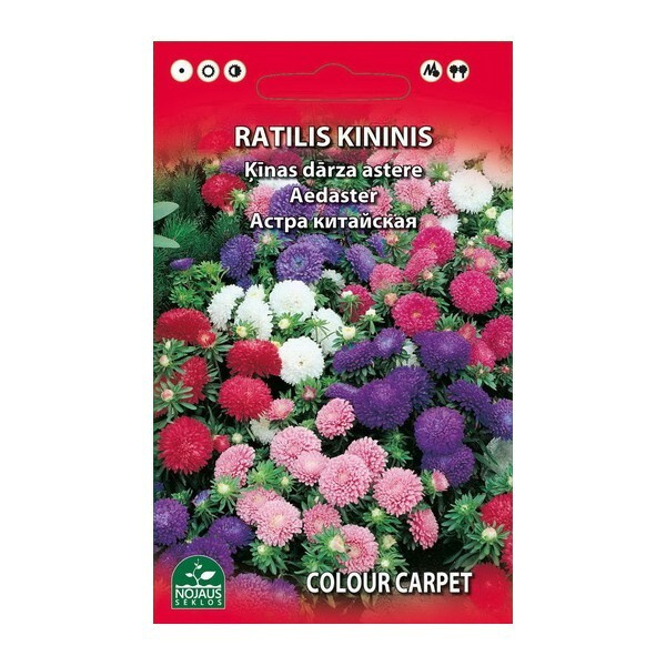 Kiinanasteri "Colour Carpet" sekoitus - siemenet #