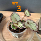 Begonia Hawaiian Silver taimia 5kpl - pikkukuva 2