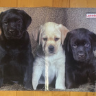Labradorinnoutaja / Siperiankissa - kaksipuolinen juliste - pikkukuva 1