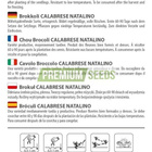Parsakaali "Calabrese Natalino" - siemenet # - pikkukuva 2