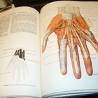 Lopez-Antunez : The Atlas of Human Anatomy ( 1 p. 1971 USA) - pikkukuva 3