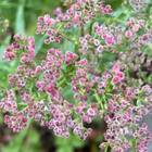 Ahomatara (Galium boreale), siemeniä 50 kpl - pikkukuva 3