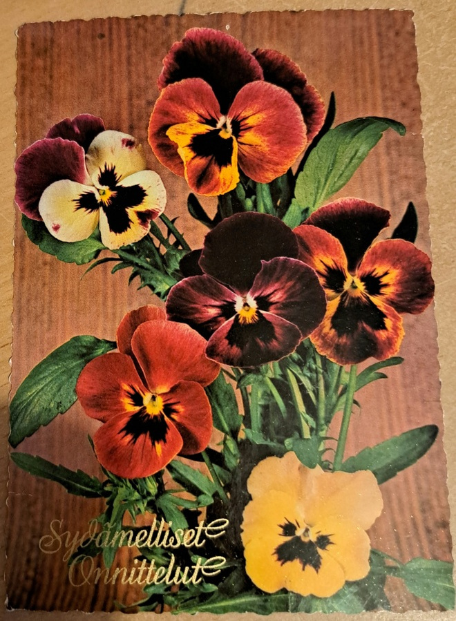 kukkakortti, ,orvokit, kulkenut 1967