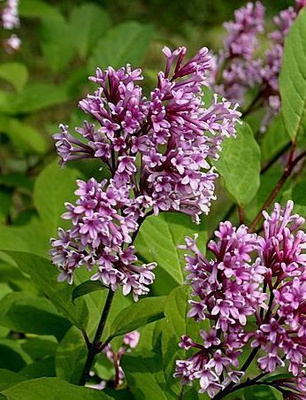 Villasyreeni (Syringa villosa), siemeniä 30 kpl
