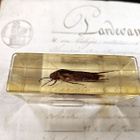 Natura Obscura – Entomologinen näyte no. 337 - pikkukuva 2