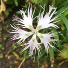 Pulskaneilikka (Dianthus superbus), siemeniä 50 kpl - pikkukuva 2