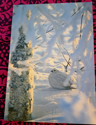 riekko, kuva Hannu Hautala, kulkenut' 2001
