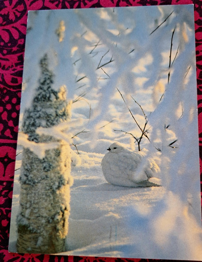 riekko, kuva Hannu Hautala, kulkenut' 2001