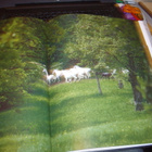 Joco Znidarsic : The Lipizzan Horses ( 1 p. 2004 ) SIS.PK! - pikkukuva 2