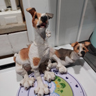 Country Artists - Pair of Jack Russells - pikkukuva 1